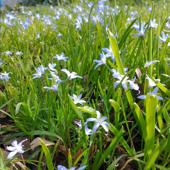 Meet your Posher, Ella - Picture 1 of 1